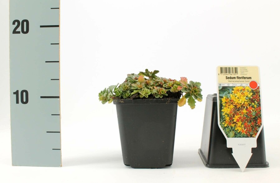Jelly beans Sedum floriferum 'Weihenstephaner Gold' 5-10 pot P9 Sedum floriferum 'Weihenstephaner Gold'