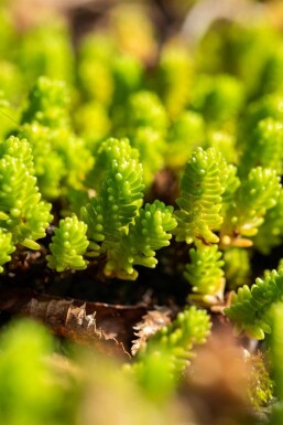 Least stonecrop Sedum lydium 5-10 pot P9 Sedum lydium