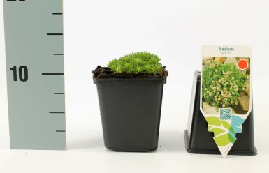 Least stonecrop Sedum lydium 5-10 pot P9 Sedum lydium