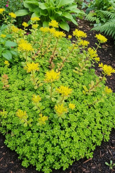 Oregon stonecrop Sedum oreganum 5-10 pot P9 Sedum oreganum