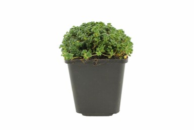 Oregon stonecrop Sedum oreganum 5-10 pot P9 Sedum oreganum