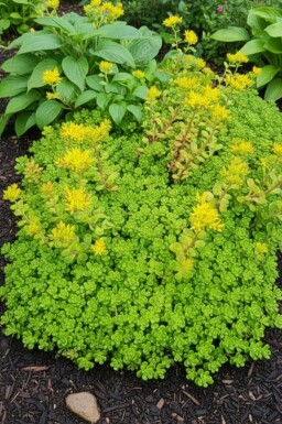 Oregon stonecrop Sedum oreganum 5-10 pot P9 Sedum oreganum