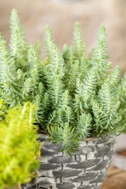 Reflexed stonecrop Sedum reflexum 5-10 pot P9 Sedum reflexum