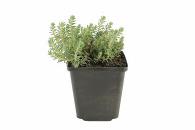 Reflexed stonecrop Sedum reflexum 5-10 pot P9 Sedum reflexum