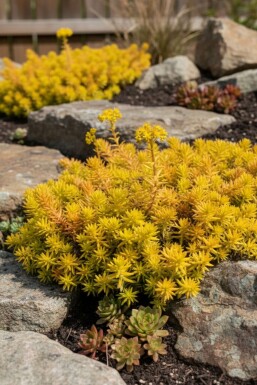 Reflexed stonecrop Sedum reflexum 'Aurea' 5-10 pot P9 Sedum reflexum 'Aurea'