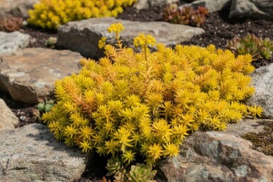 Reflexed stonecrop Sedum reflexum 'Aurea' 5-10 pot P9 Sedum reflexum 'Aurea'