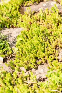 Six-angled stonecrop Sedum sexangulare 5-10 pot P9 Sedum sexangulare