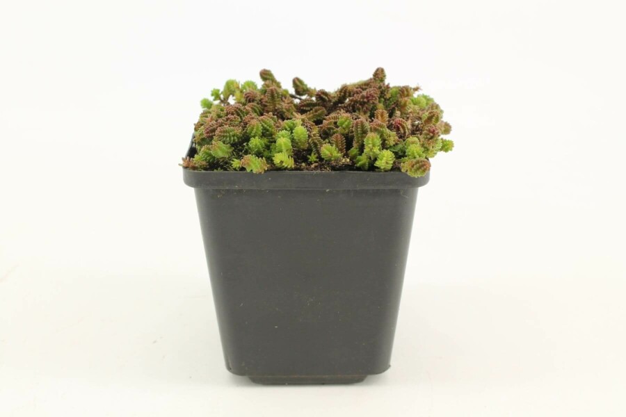Six-angled stonecrop Sedum sexangulare 5-10 pot P9 Sedum sexangulare