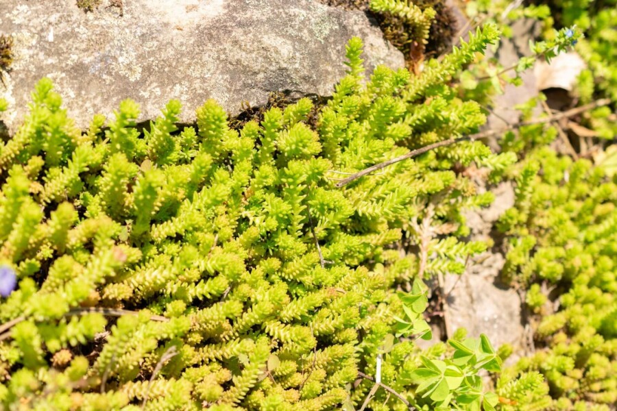Six-angled stonecrop Sedum sexangulare 5-10 pot P9 Sedum sexangulare
