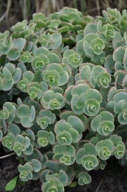 October daphne Sedum sieboldii 5-10 pot P9 Sedum sieboldii