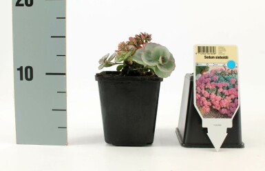 October daphne Sedum sieboldii 5-10 pot P9 Sedum sieboldii