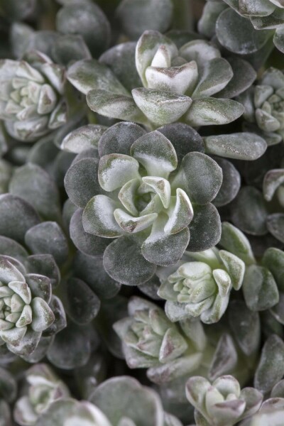 Spoon-leaved stonecrop Sedum spathulifolium 'Cape Blanco' 10-15 pot C2 Sedum spathulifolium 'Cape Blanco'