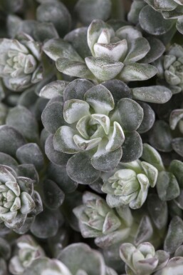 Spoon-leaved stonecrop Sedum spathulifolium 'Cape Blanco' 5-10 pot P9