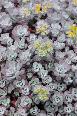 Purple spoon-leaved stonecrop Sedum spathulifolium 'Purpureum' 5-10 pot P9 Sedum spathulifolium 'Purpureum'