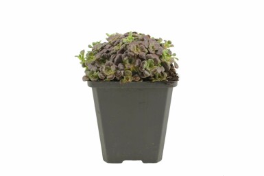 Purple spoon-leaved stonecrop Sedum spathulifolium 'Purpureum' 5-10 pot P9 Sedum spathulifolium 'Purpureum'