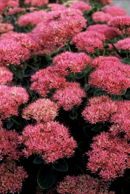 Ice plant Brilliant Group Sedum spectabile 'Brilliant' 5-10 pot P9 Sedum spectabile 'Brilliant'