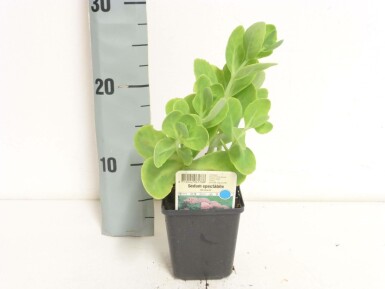 Ice plant Brilliant Group Sedum spectabile 'Brilliant' 5-10 pot P9 Sedum spectabile 'Brilliant'