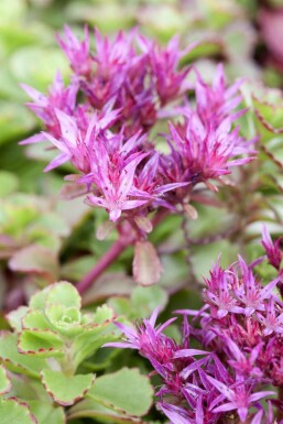 Crimson stonecrop Sedum spurium 'Fuldaglut' 5-10 pot P9 Sedum spurium 'Fuldaglut'