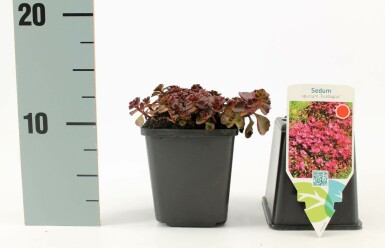 Crimson stonecrop Sedum spurium 'Fuldaglut' 5-10 pot P9 Sedum spurium 'Fuldaglut'