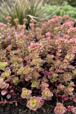 Crimson stonecrop Sedum spurium 'Schorbuser Blut' 5-10 pot P9 Sedum spurium 'Schorbuser Blut'
