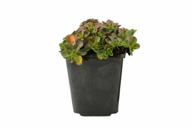 Crimson stonecrop Sedum spurium 'Schorbuser Blut' 5-10 pot P9 Sedum spurium 'Schorbuser Blut'