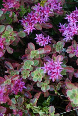 Caucasian stonecrop Sedum spurium 'Splendens' 5-10 pot P9 Sedum spurium 'Splendens'
