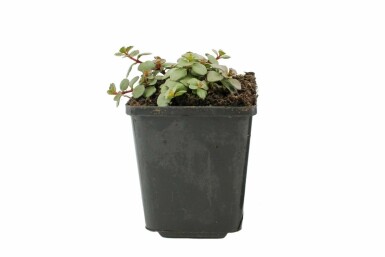 Caucasian stonecrop Sedum spurium 'Splendens' 5-10 pot P9 Sedum spurium 'Splendens'