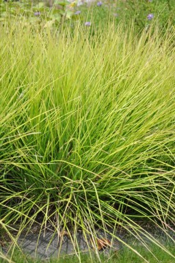 Autumn moor-grass Sesleria autumnalis 5-10 pot P9 Sesleria autumnalis