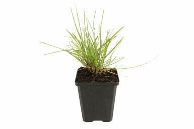 Autumn moor-grass Sesleria autumnalis 5-10 pot P9 Sesleria autumnalis