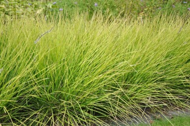 Autumn moor-grass Sesleria autumnalis 5-10 pot P9