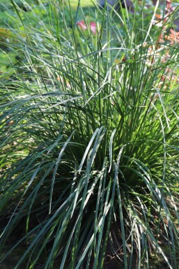 Blue moor-grass Sesleria caerulea 5-10 pot P9 Sesleria caerulea