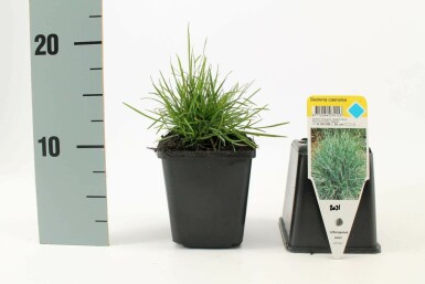 Blue moor-grass Sesleria caerulea 5-10 pot P9 Sesleria caerulea
