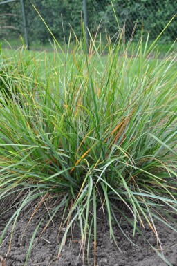 Balkan blue grass Sesleria heufleriana 5-10 pot P9