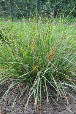 Balkan blue grass Sesleria heufleriana 5-10 pot P9 Sesleria heufleriana