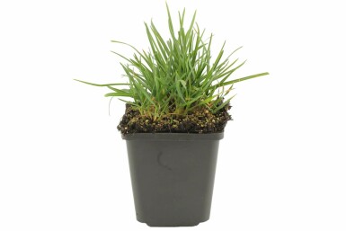 Balkan blue grass Sesleria heufleriana 5-10 pot P9 Sesleria heufleriana