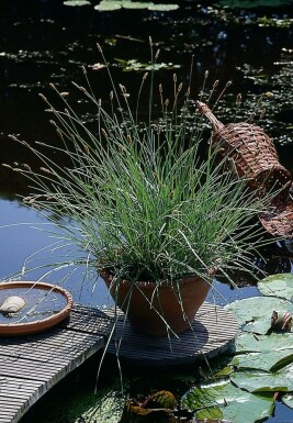 Moor grasses Sesleria nitida 5-10 pot P9 Sesleria nitida