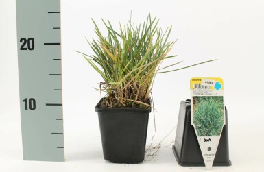 Moor grasses Sesleria nitida 5-10 pot P9 Sesleria nitida
