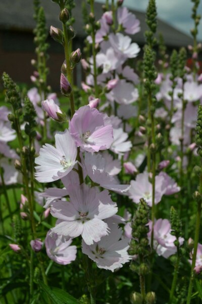 Prairie mallow Sidalcea 'Elsie Heugh' 5-10 pot P9 Sidalcea 'Elsie Heugh'