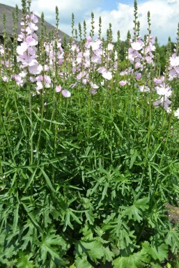 Prairie mallow Sidalcea 'Elsie Heugh' 5-10 pot P9 Sidalcea 'Elsie Heugh'