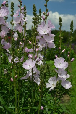 Prairie mallow Sidalcea 'Elsie Heugh' 5-10 pot P9 Sidalcea 'Elsie Heugh'
