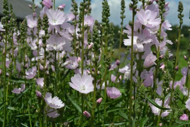 Prairie mallow Sidalcea 'Elsie Heugh' 5-10 pot P9 Sidalcea 'Elsie Heugh'