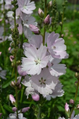 Prairie mallow Sidalcea 'Elsie Heugh' 5-10 pot P9 Sidalcea 'Elsie Heugh'