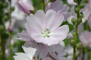 Prairie mallow Sidalcea 'Elsie Heugh' 5-10 pot P9 Sidalcea 'Elsie Heugh'