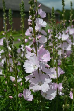 Prairie mallow Sidalcea 'Elsie Heugh' 5-10 pot P9 Sidalcea 'Elsie Heugh'