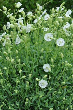 Sea campion Silene maritima 'Weisskelchen' 5-10 pot P9 Silene maritima 'Weisskelchen'