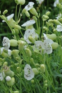 Sea campion Silene maritima 'Weisskelchen' 5-10 pot P9