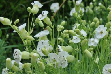 Sea campion Silene maritima 'Weisskelchen' 5-10 pot P9