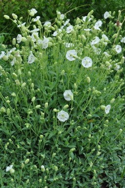 Sea campion Silene maritima 'Weisskelchen' 5-10 pot P9