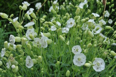 Sea campion Silene maritima 'Weisskelchen' 5-10 pot P9