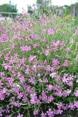 Autumn catchfly Silene schafta 'Splendens' 5-10 pot P9